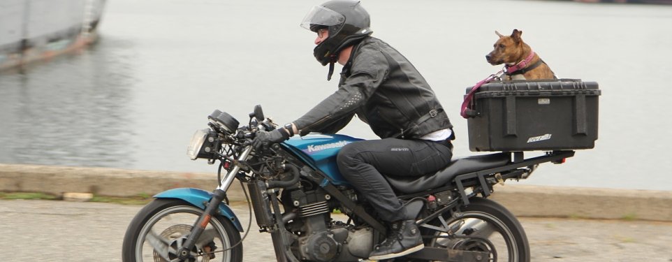 The do-it-all $1,000 motorcycle