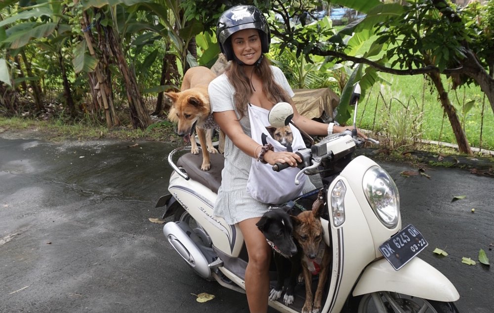 Bali Paws rescues dogs on scooters 